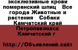 эксклюзивные крови-померанский шпиц - Все города Животные и растения » Собаки   . Камчатский край,Петропавловск-Камчатский г.